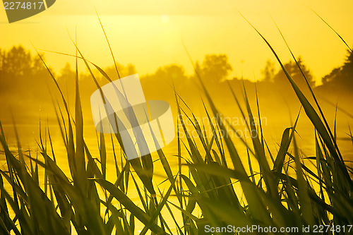 Image of Golden bulrush