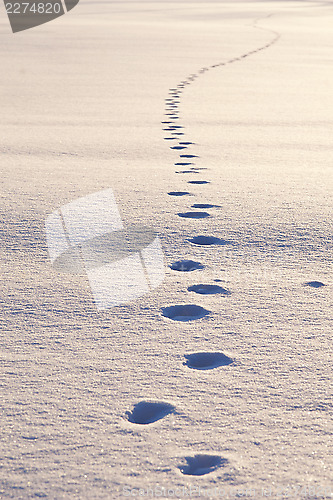 Image of Animal tracks on snow