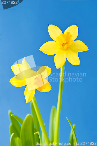 Image of Daffodils