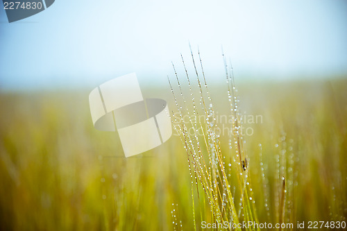 Image of Farm field