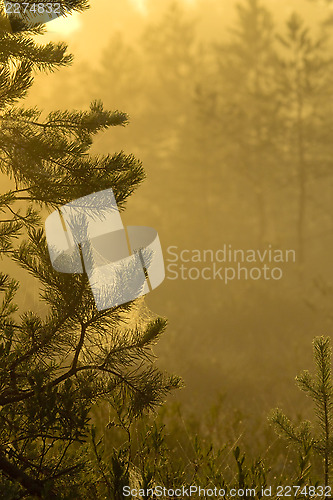 Image of Misty swamps