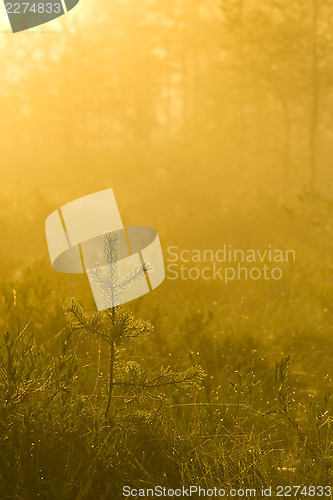 Image of Misty swamps