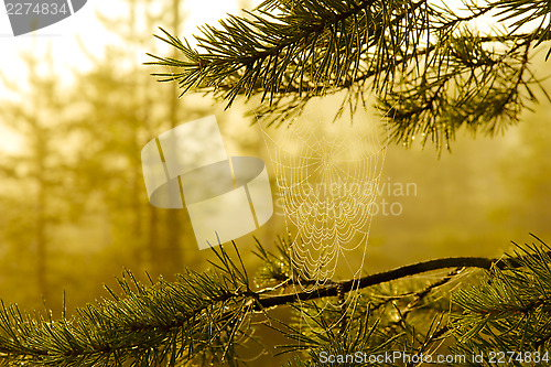 Image of Misty swamps