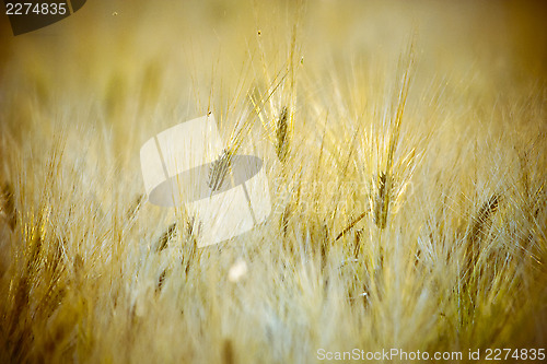 Image of Cropfield