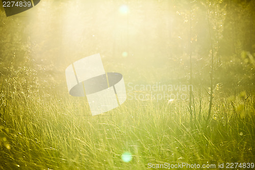Image of Light-leak meadow