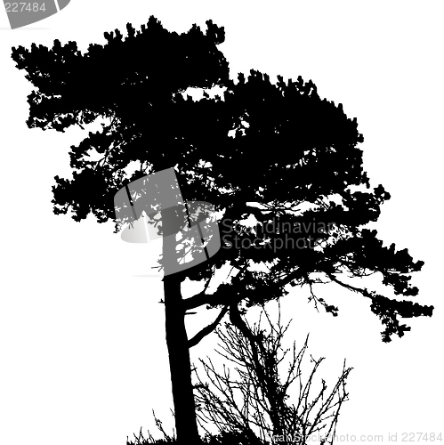 Image of Tree Silhouette