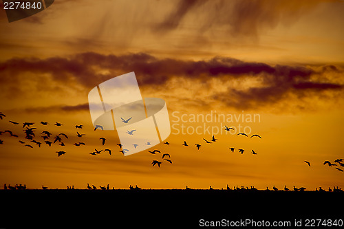 Image of Flock of birds