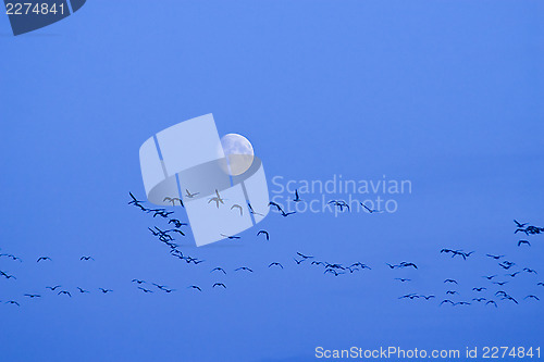 Image of Birds flying to the moon