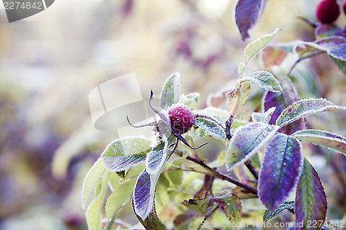 Image of Frozen berries