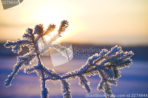 Image of Frozen needles