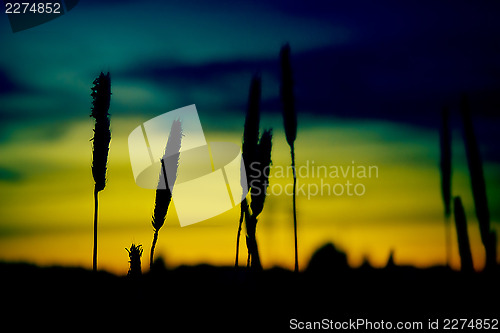 Image of Silhouette crops