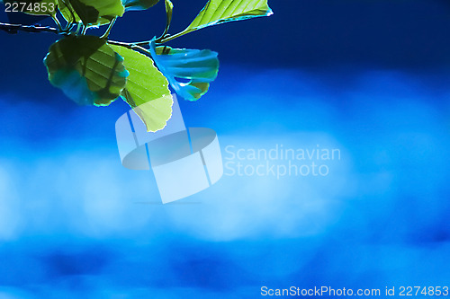 Image of Green leaf blue water background