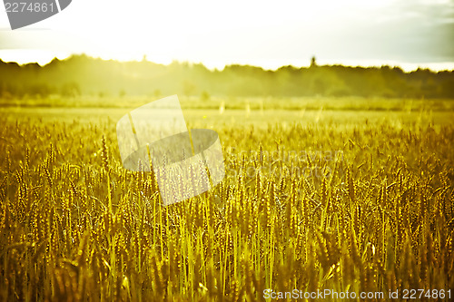 Image of Cropfield