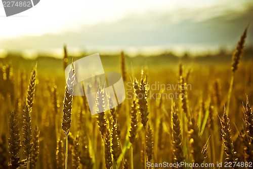 Image of Cropfield