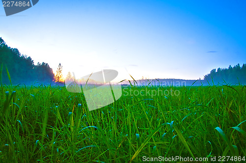 Image of Meadow