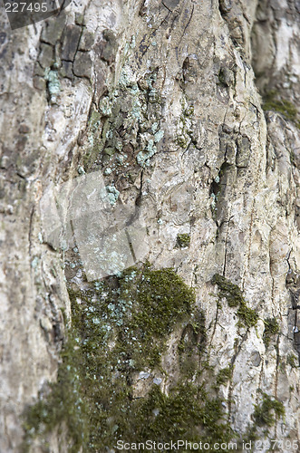 Image of Tree bark