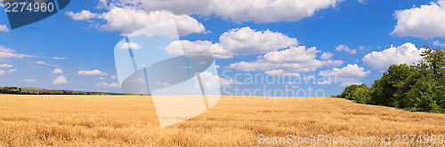 Image of Panorama wheat field  