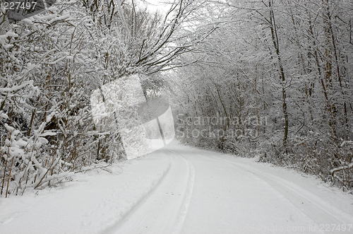 Image of Winter wonderland