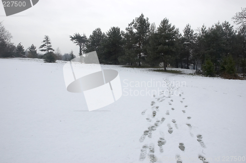 Image of Footprints in the snow