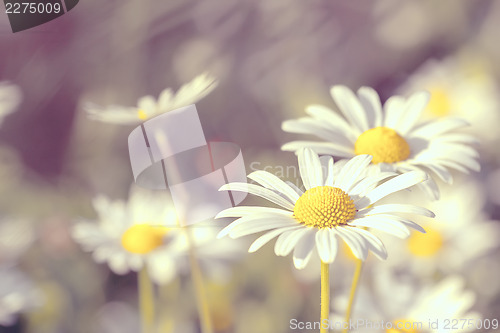 Image of daisy flowering pastel colors