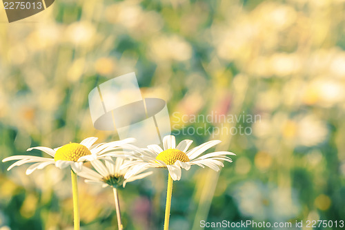Image of daisy flowering pastel colors
