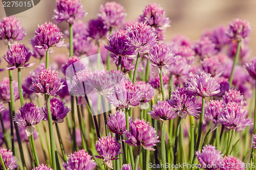 Image of Chive herb flowers on beautiful bokeh background