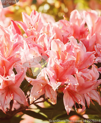 Image of blooming of pink lilly in garden