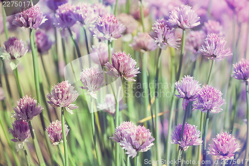 Image of Chive herb flowers on beautiful bokeh background pastel colors