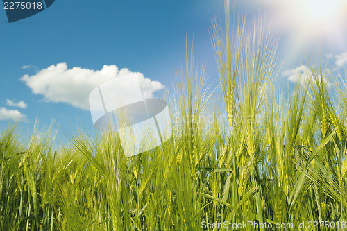 Image of spring grain with blue sky and sunligt