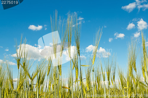 Image of spring grain with blue sky