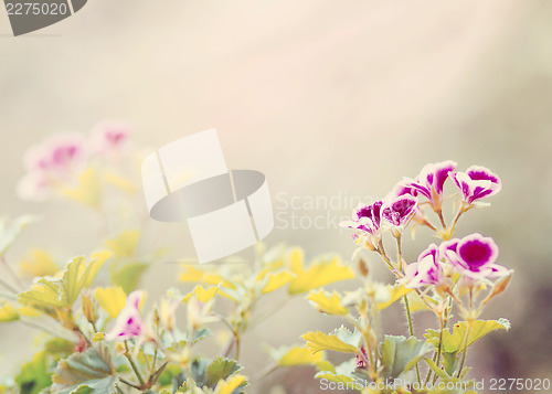 Image of spring flower in garden with shallow focus 