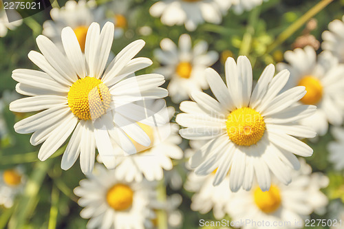 Image of daisy flower field with shallow focus