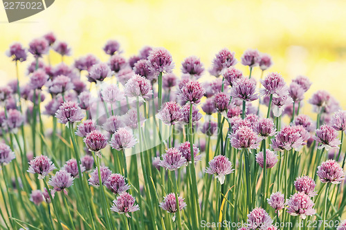 Image of Chive herb flowers on beautiful bokeh background