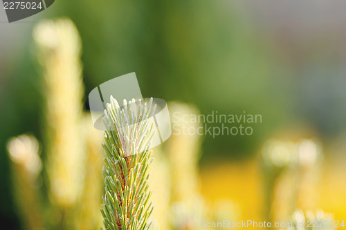 Image of conifer with shallow focus for background