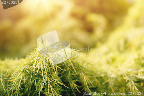 Image of conifer with shallow focus for background