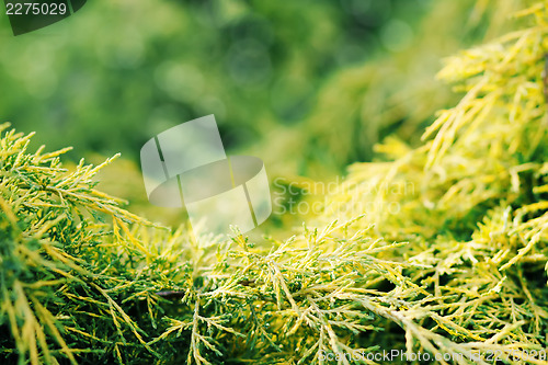 Image of conifer with shallow focus for background