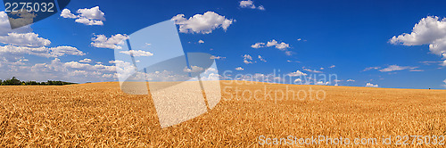 Image of Wheat field  