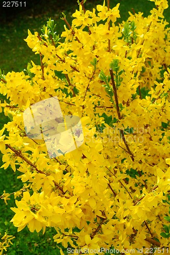 Image of forsythia bush