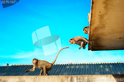 Image of Urban monkey