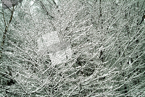 Image of cold tree