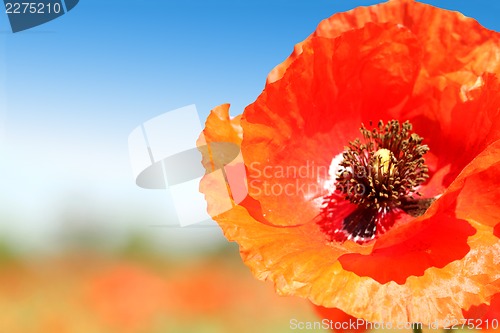 Image of Poppy close-up