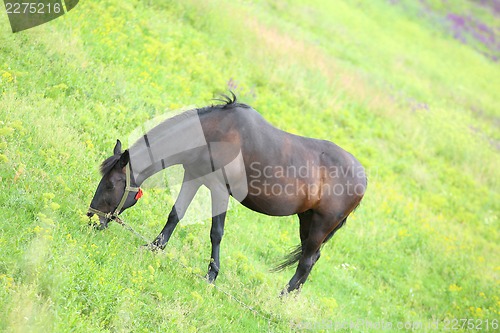 Image of A horse in a meadow