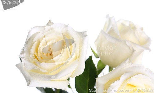 Image of Roses on a white background