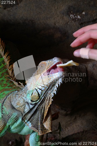 Image of iguana