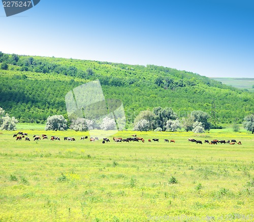 Image of Cows on a field.