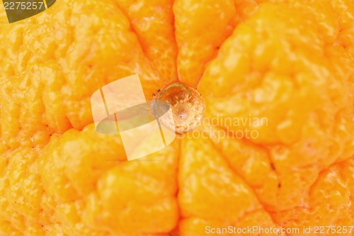 Image of Orange macro