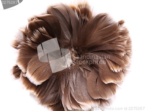 Image of End feather duster close-up