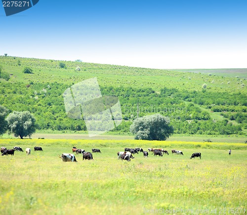 Image of Cows in the meadow.