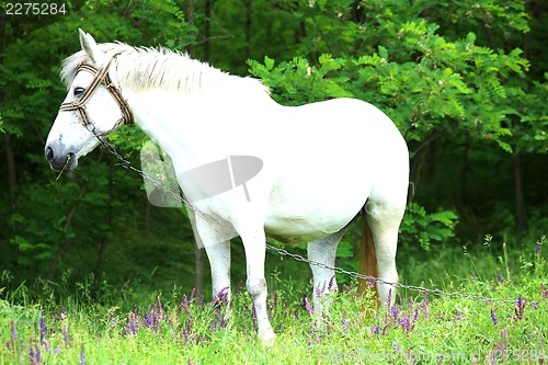 Image of White Horse