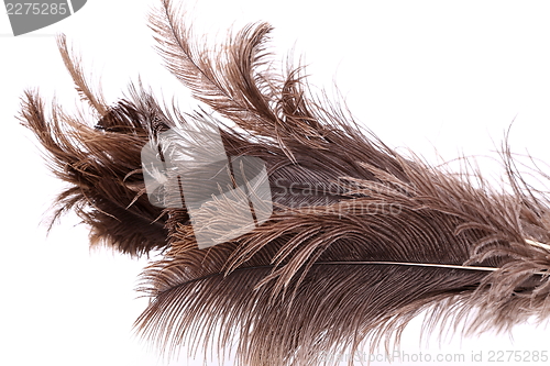 Image of End feather duster